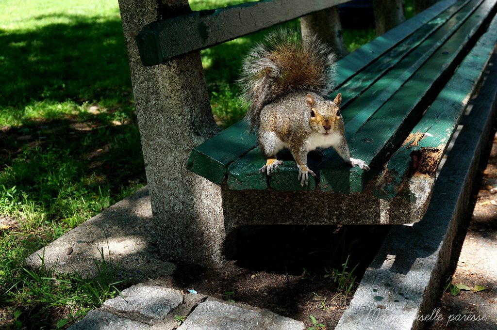 Mademoiselle paresse - Boston Common écureuil